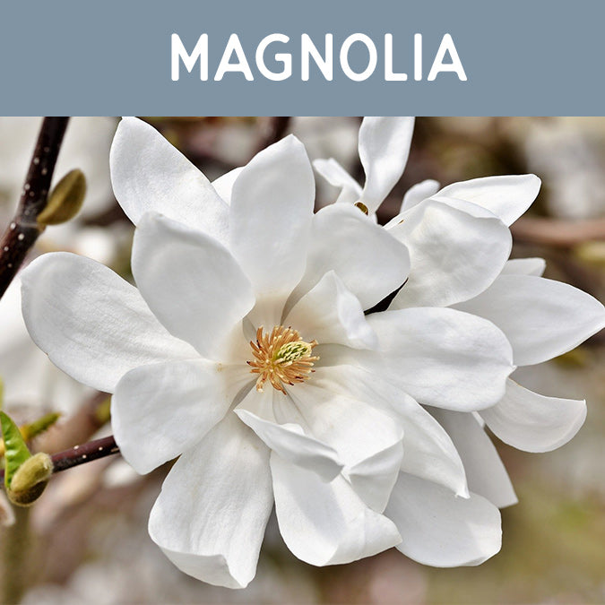 Magnolia Candle - Auburn Candle Company