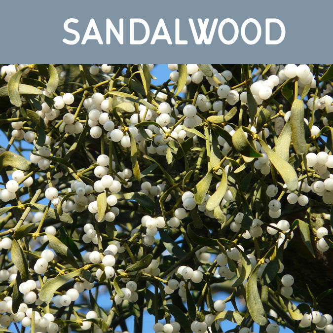 Sandalwood Wax Melt - Auburn Candle Company