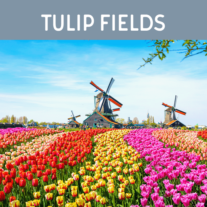 Tulip Fields Reed Diffuser