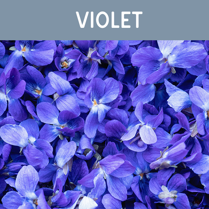 Violet Candle - Auburn Candle Company