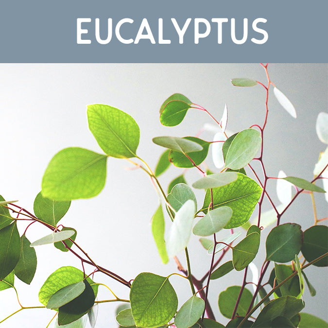 Eucalyptus Wax Melt - Auburn Candle Company