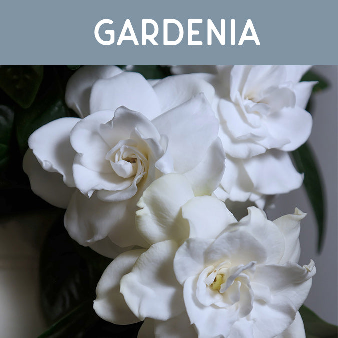 Gardenia Candle - Auburn Candle Company