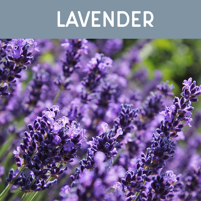 Lavender Wax Melt - Auburn Candle Company