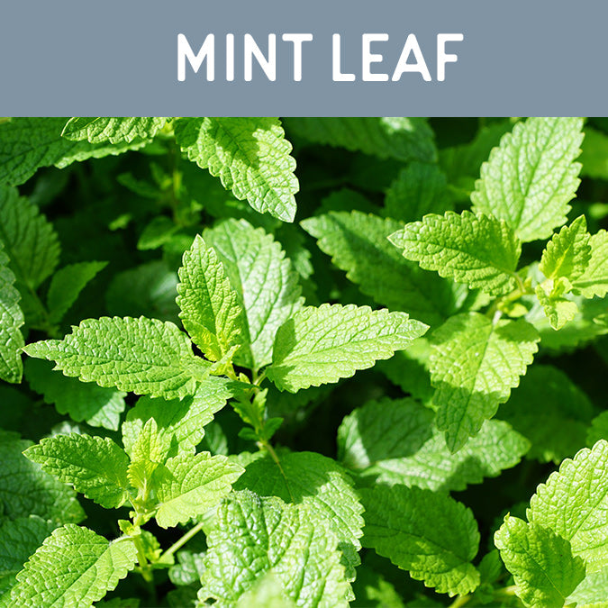 Mint Leaf Wax Melt - Auburn Candle Company