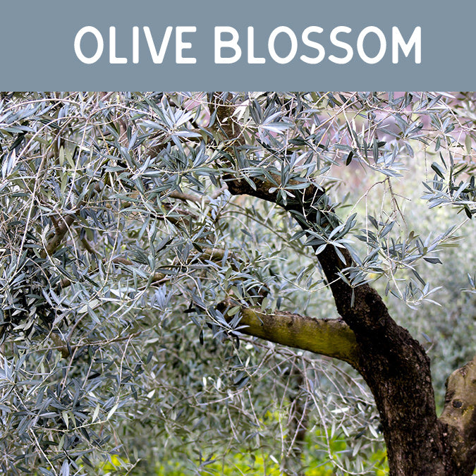 Olive Blossom Candle - Auburn Candle Company