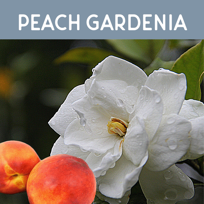 Peach Gardenia Reed Diffuser