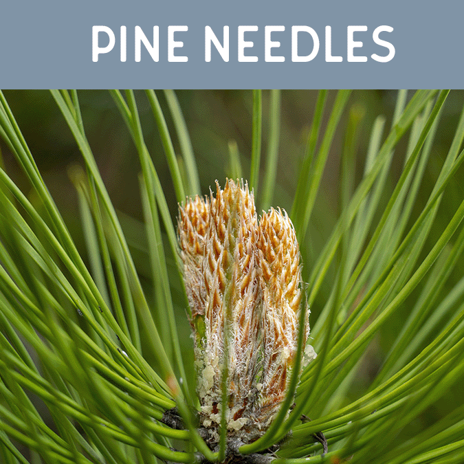 Pine Needles Wax Melt - Auburn Candle Company