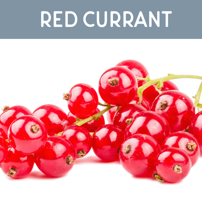 Red Currant Candle - Auburn Candle Company
