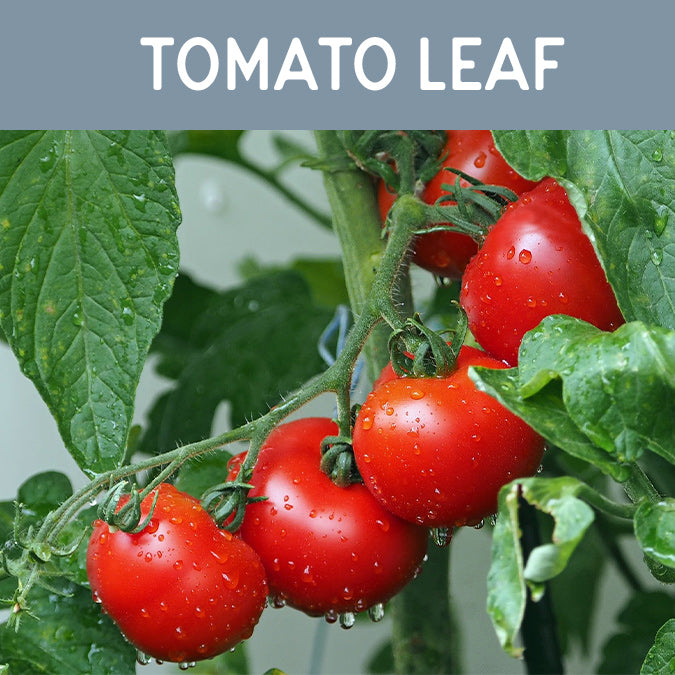 Tomato Leaf Wax Melt - Auburn Candle Company