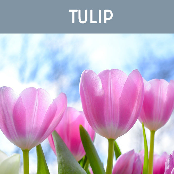 Tulip Candle - Auburn Candle Company