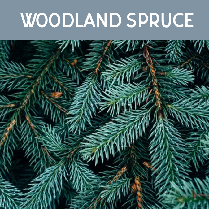 Woodland Spruce Wax Melt - Auburn Candle Company